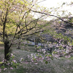 名残の桜